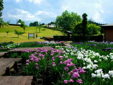 花菖蒲の郷公園の写真