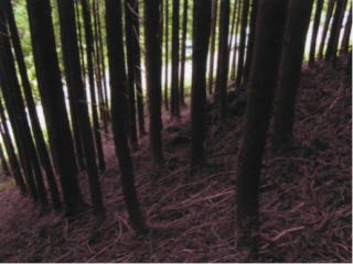 画像：実施前の森林の状況