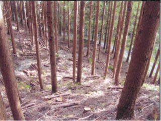 画像：実施後の森林の状況