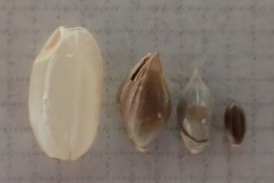 ノビエ種子_比較