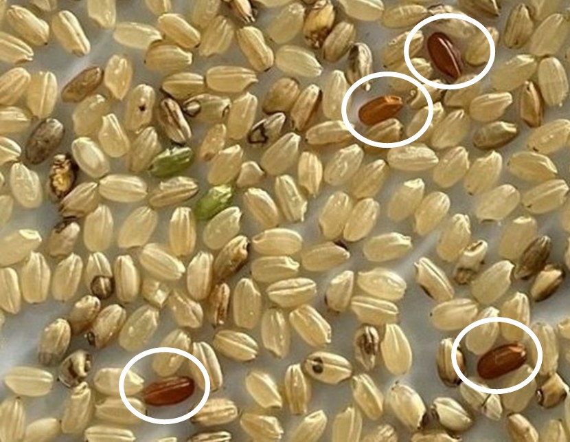 雑草イネ玄米混入