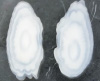 マコガレイ耳石の写真