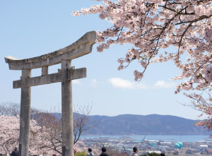 日和山公園の桜の写真