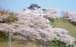 大衡城跡公園の桜の写真