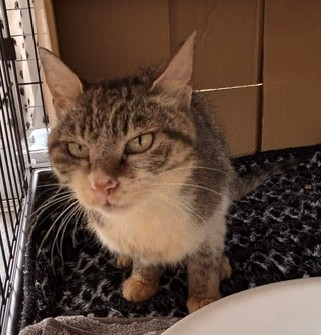 キジトラ白負傷成猫メス