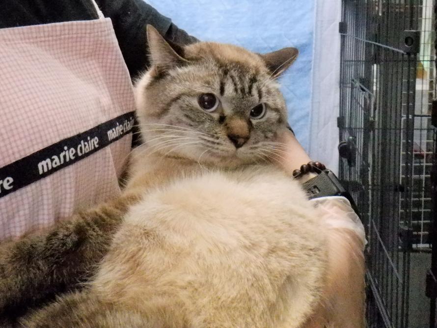 シャム系オス1-2歳前後ランくん6