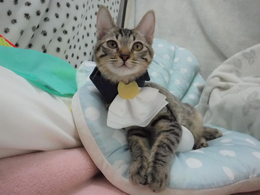 キジトラ子猫4か月齢シスコちゃん5