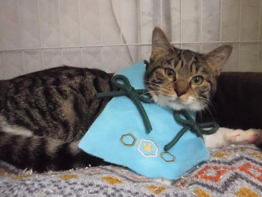 キジ白子猫令和7年7月生まれラックくん3