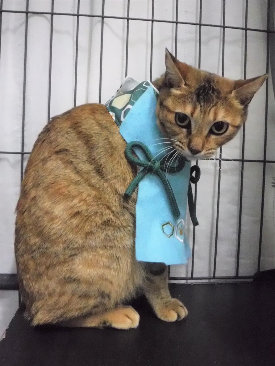 サビ成猫メス1歳前後よっちゃん3