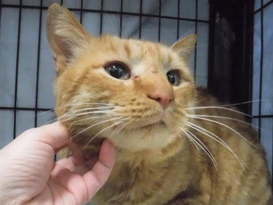 茶トラオス3-4歳前後コットンくん1