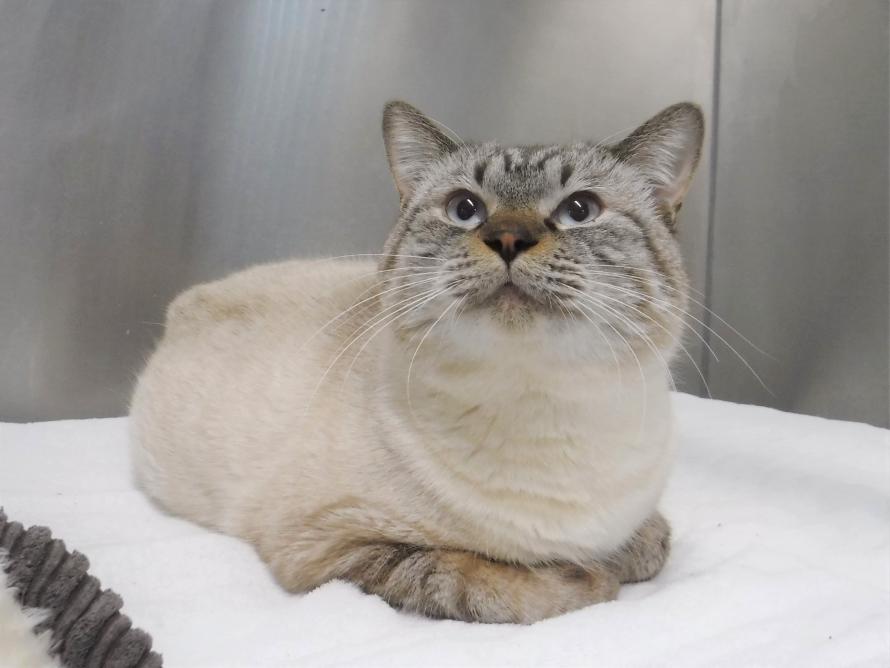 シャム系オス1-2歳前後ランくん6