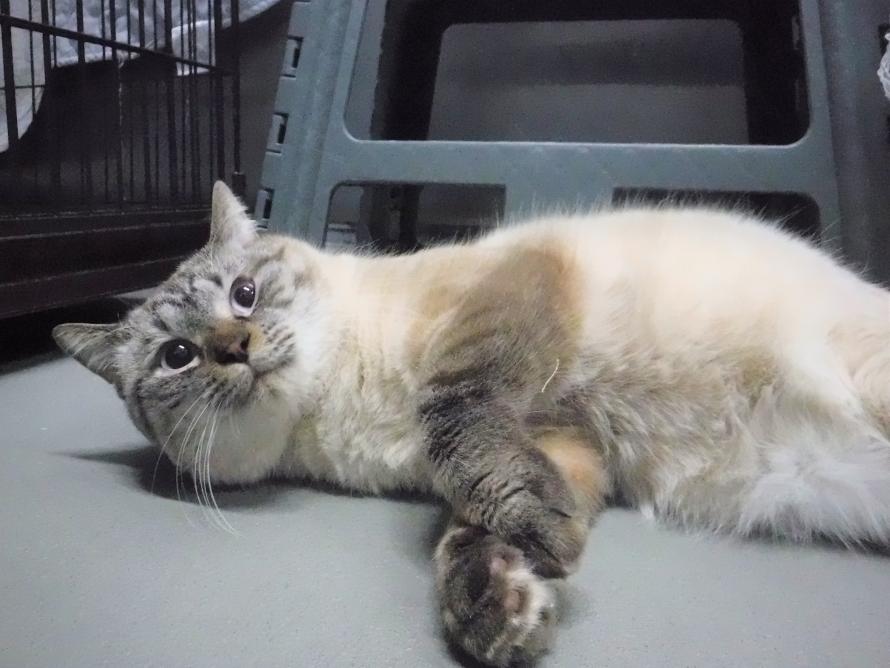 シャム系オス1-2歳前後ランくん8