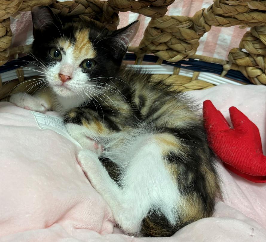 三毛猫トリュフちゃん