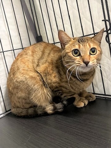 サビ成猫メス1歳前後よっちゃん1