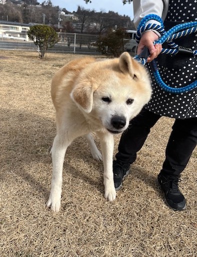 秋田犬メス7歳前後ぶるぶるあきちゃん