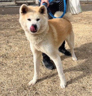 秋田犬メス7歳前後ぺろりんあきちゃん