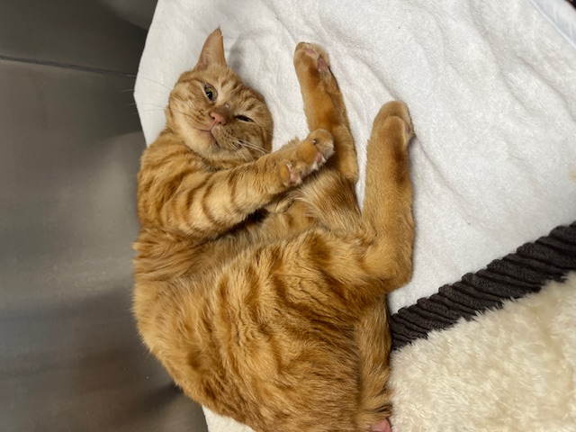 茶トラオス3-4歳前後コットンくん5