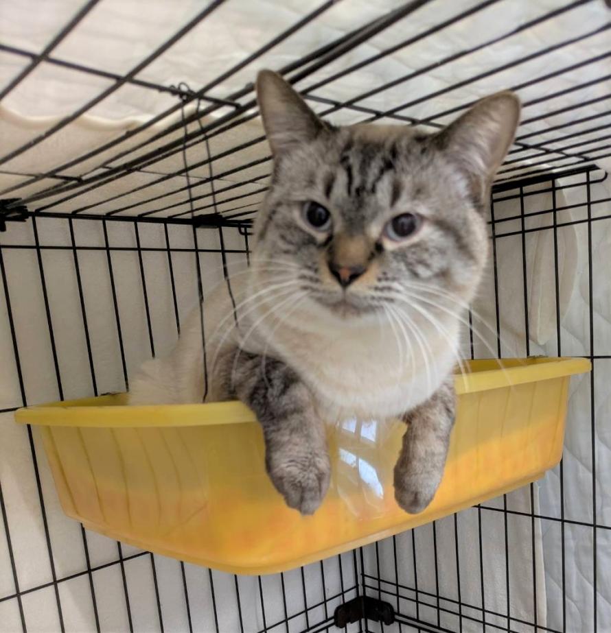 シャム系オス1-2歳前後ランくん7