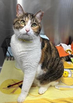 三毛猫みかんちゃん4歳位