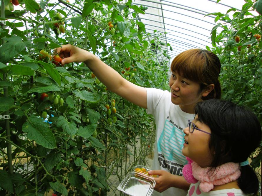 トマト収穫体験