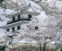 佳作「満開の桜と白石城」の写真