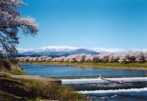 一目千本桜　韮神堰の写真です