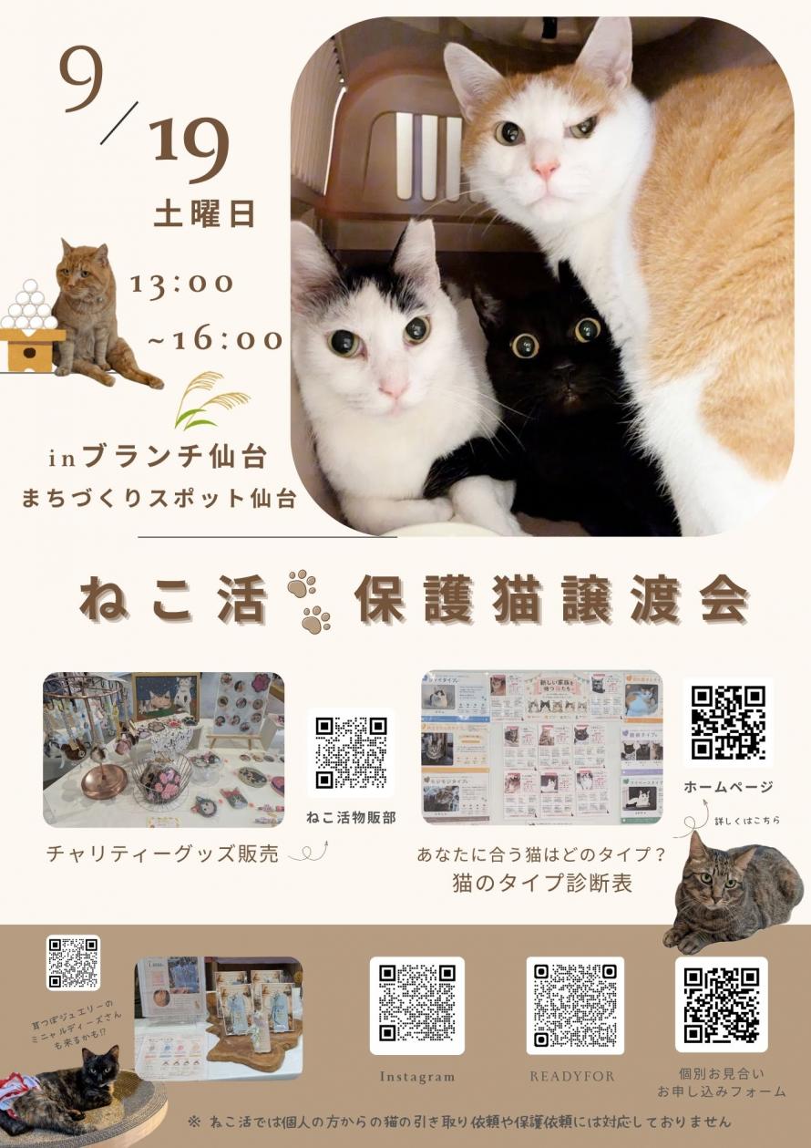 ねこ活R8.9画像