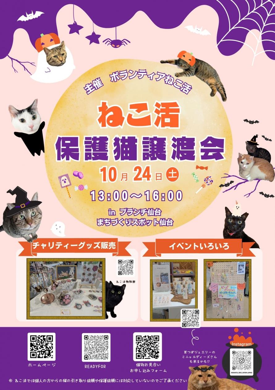 ねこ活R8.10画像
