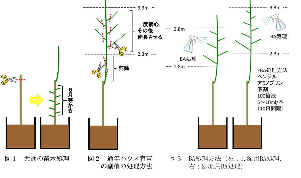 苗木処理等の図