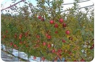 リンゴのジョイント栽培の写真