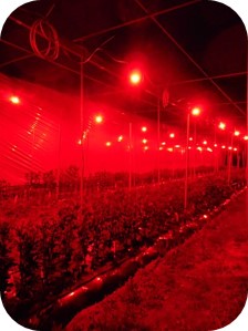 赤色LEDによるキクの開花調節試験の写真