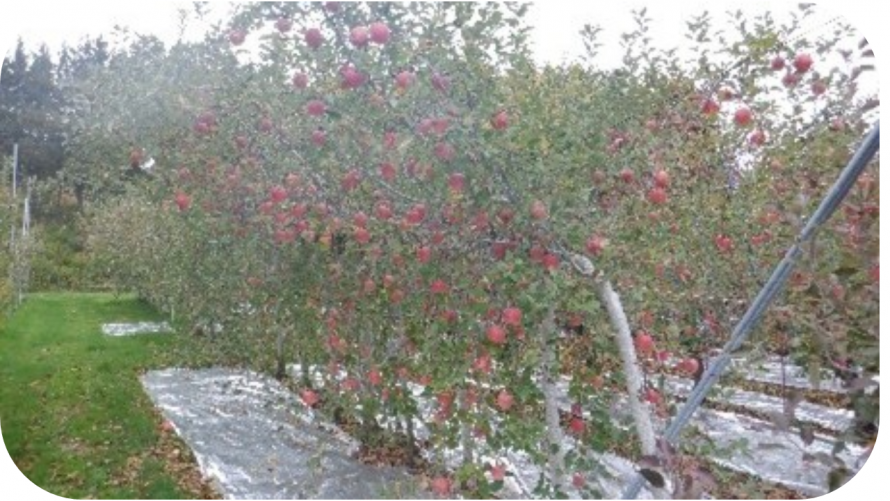 リンゴの改良ジョイント樹形試験