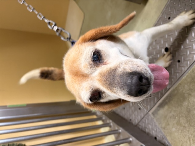 保護犬ビーグルメス茶白黒首輪等なし右目充血2