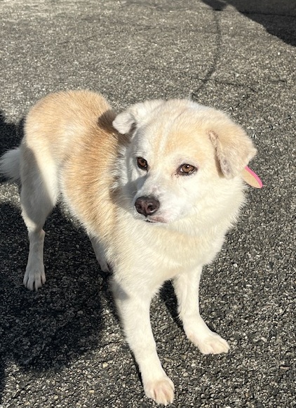 譲渡犬成犬雑種オス茶白（クリーム）1