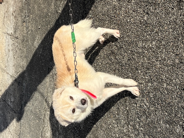 譲渡犬成犬雑種オス茶白（クリーム）2