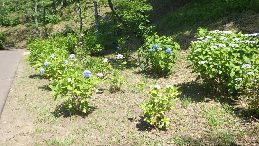 shibata_funaokakoen3