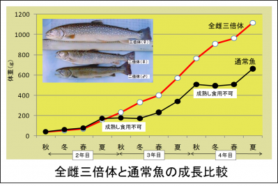 全雌三倍体と通常魚の成長比較