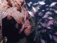 人工礁に群がるメバルとタコの写真