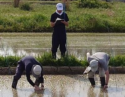 水稲の生育状況調査の様子
