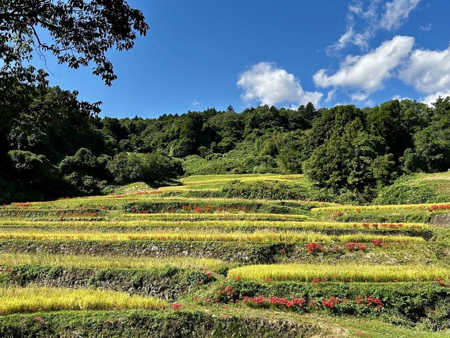 仙南地域の棚田風景