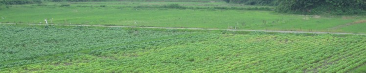 七ヶ浜町津波被害地域での大豆栽培