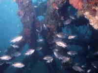人工礁の周りで泳ぐ魚の群れの写真