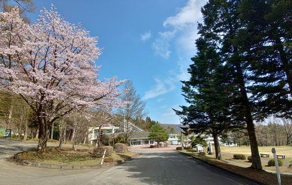 宿舎と桜