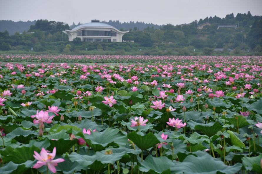 伊豆沼・内沼自然再生事業（圧縮）