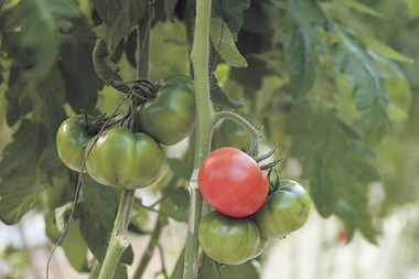 節水栽培農法の極上トマト