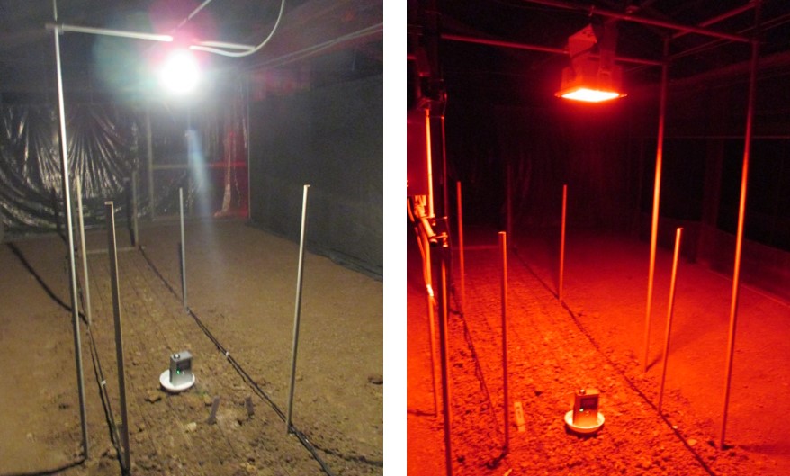 試験に用いた光源（左：白熱電球,右：赤色LED）