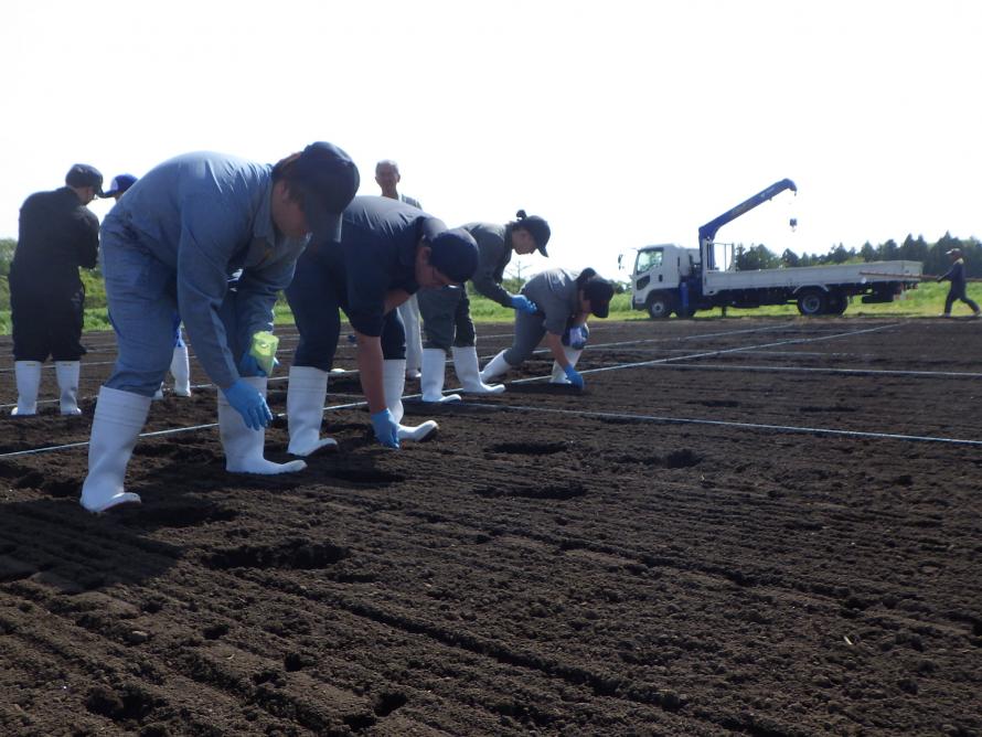 トウモロコシ播種