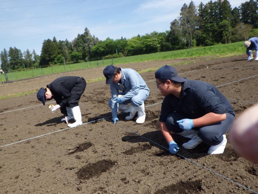 トウモロコシ播種