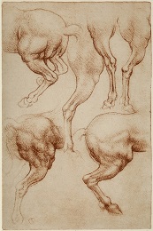 Six Studies of Buttock and Rear Legs of a Horse