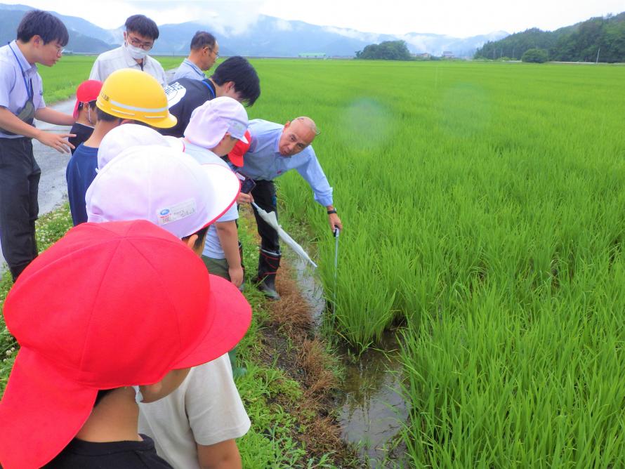 稲の生育状況確認